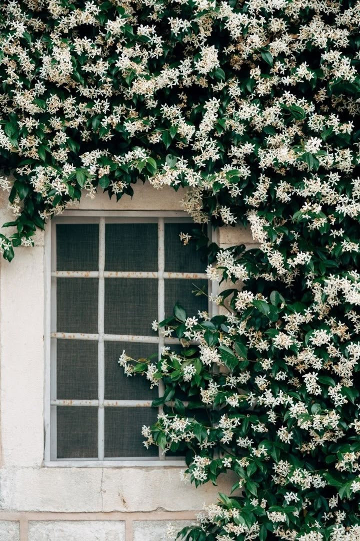 Top 3 Fragrant Plants to Grow in Your Garden for a Scented Paradise
